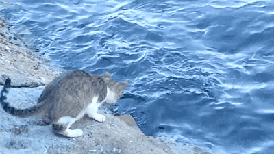 i11056739866.gif
