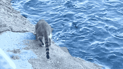 i11047750033.gif