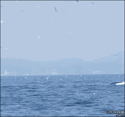i11291965300.gif