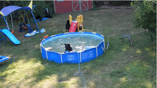 i10107735247.gif