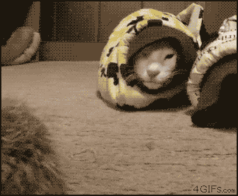 i11838716885.gif