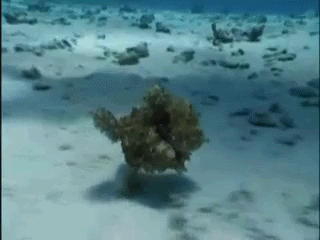 i11256230808.gif
