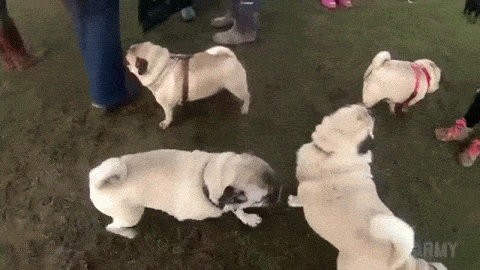 i13588324355.gif