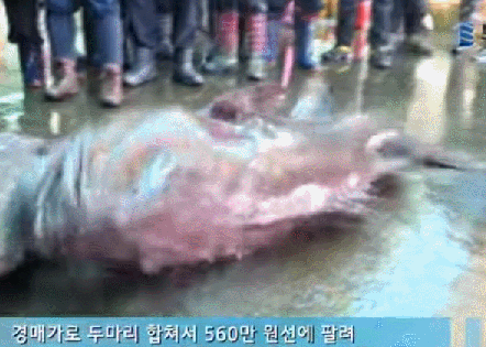 axh3lg.gif
