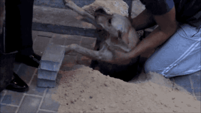21.gif