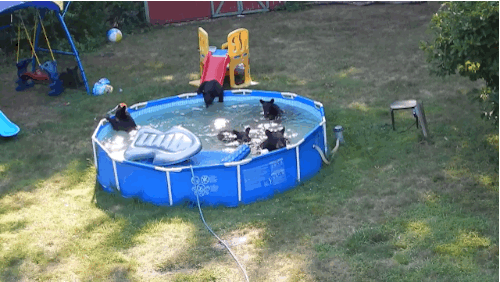 i10194274087.gif