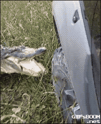 악어의 위력.gif