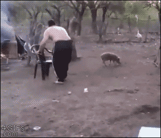 i13009848711.gif