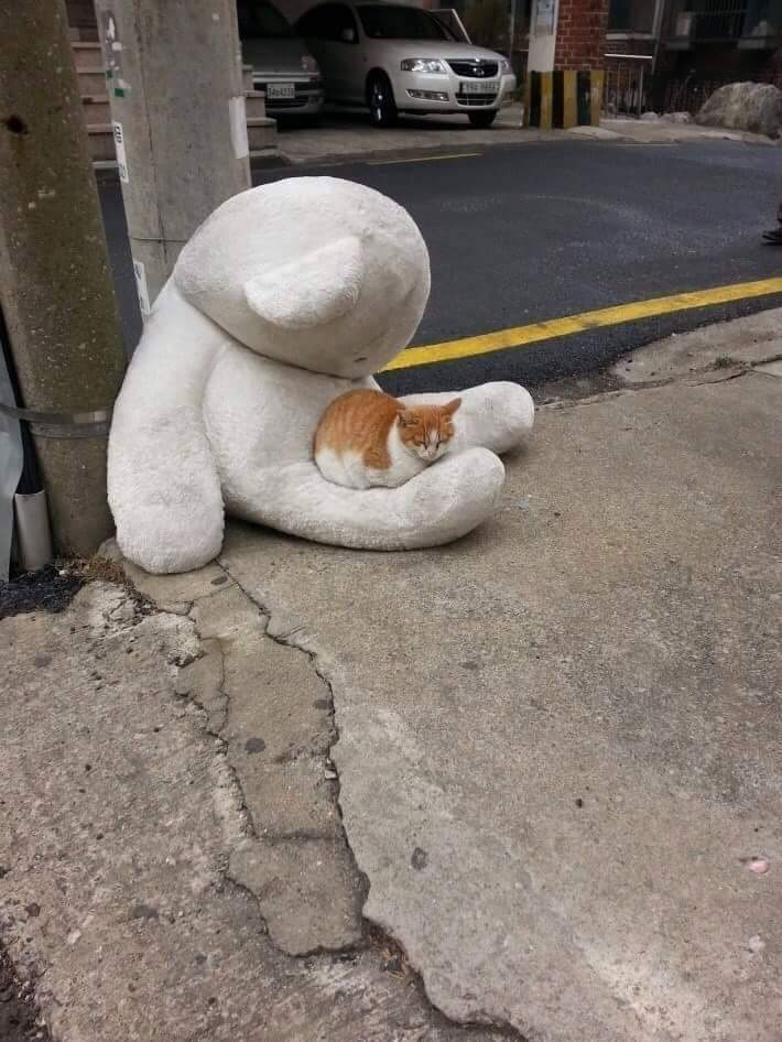 누군가의 이별이 길냥이에겐 행복을.jpg