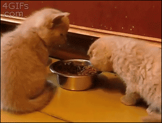 i11053791753.gif