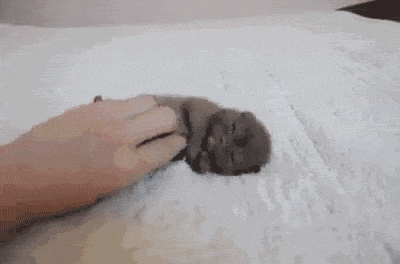 i13423443011.gif