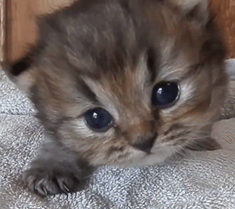 i12778584333.gif