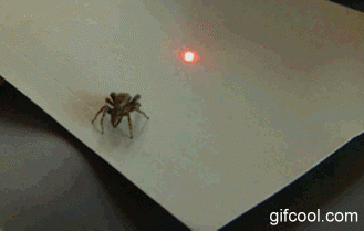 거미능욕.gif