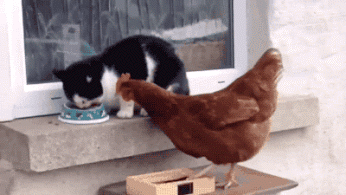 i10787377927.gif