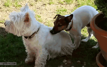 i11048507306.gif
