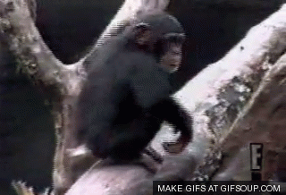 4.gif