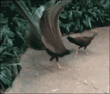i12743533216.gif