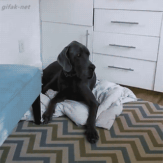 10.gif