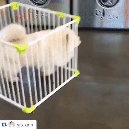 1sd.gif