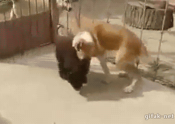 981376692_1455870214.gif