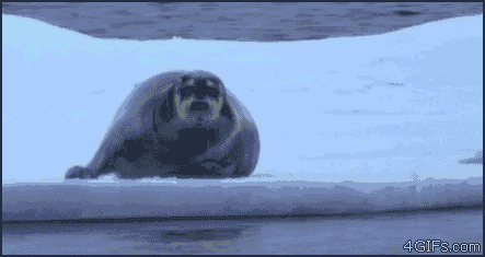 3e3864c89f7a9618636485eddd4b20e6_1456309543_356[1].gif