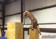 i12794919908.gif