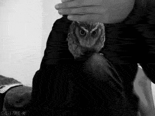11.gif