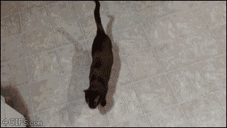 i13406759504.gif