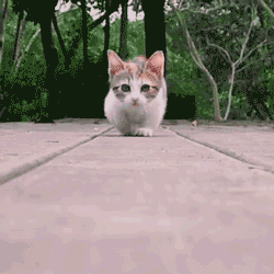 i11591909996.gif