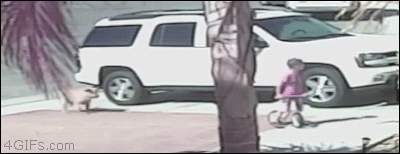 베시1.gif