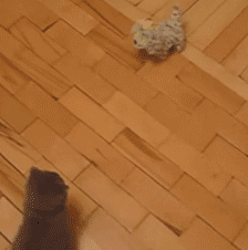 i13052628582.gif