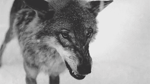 i13707306513.gif
