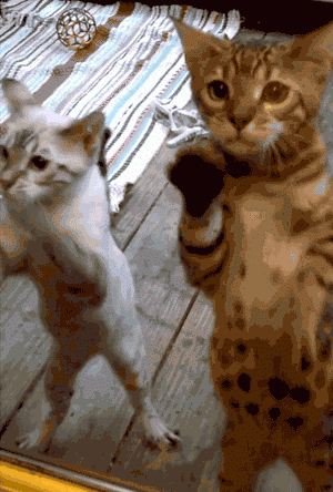 i11593223121.gif