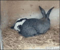 4.gif