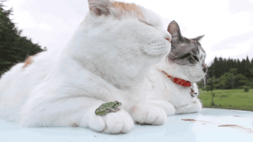 KakaoTalk_20160326_175529099.gif