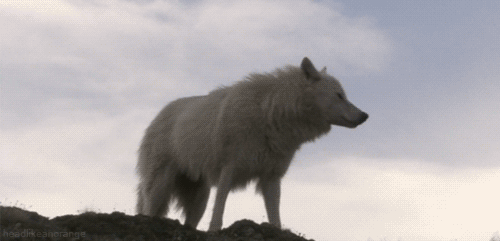 i13389354845.gif