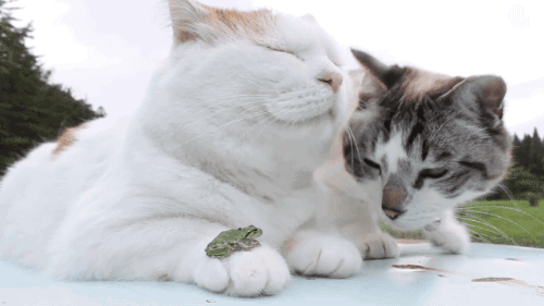 KakaoTalk_20160326_175529776.gif