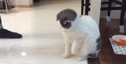 c.gif