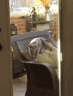 i13243412615.gif