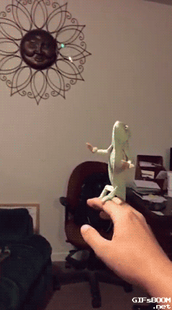 a.gif