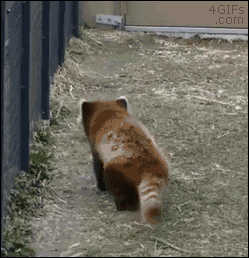 i12539364263.gif