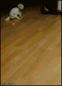 i14077271976.gif