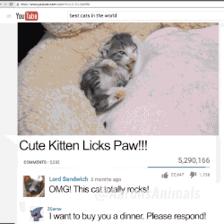 고양이.gif