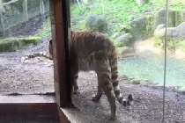 i12613105150.gif