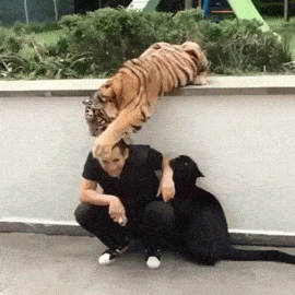 12.gif