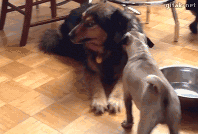 i13559296191.gif