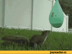 i12206231947.gif