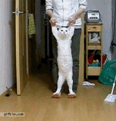 0.gif