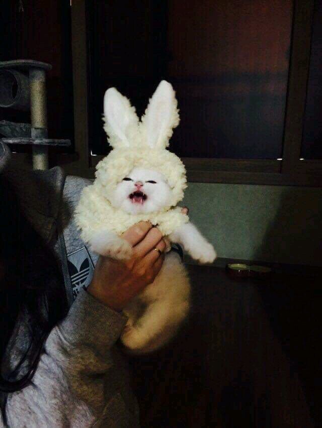 토냥이.jpg