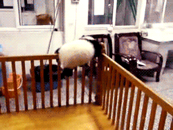 4.gif